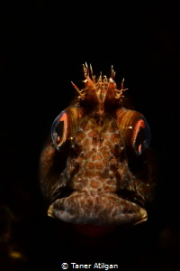 Snooted blenny from Neandros Island/Istanbul. No p.s. by Taner Atilgan 